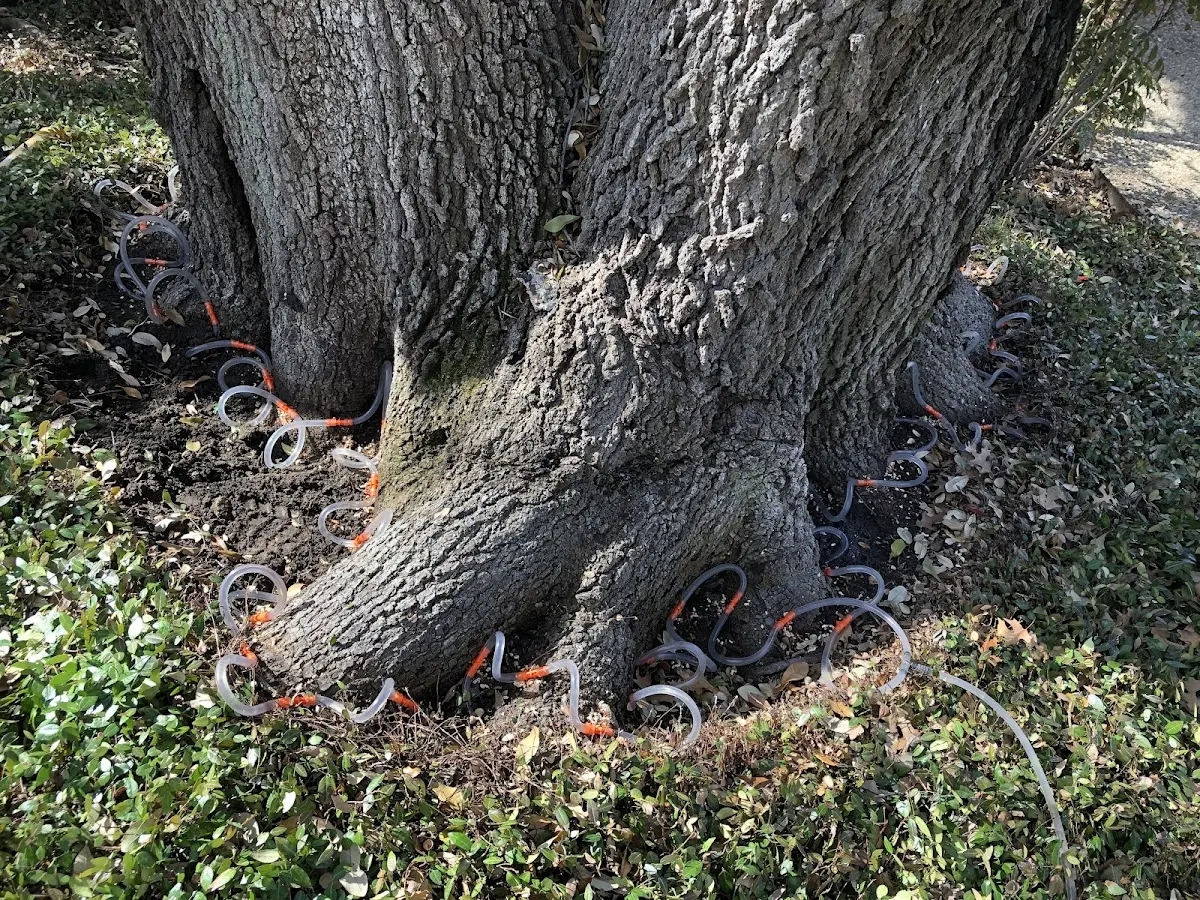 Detailed Shrub and Hedge Trimming job site in Lone Oak
