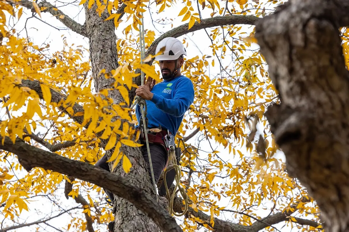 Skilled Emergency Tree Service crew working in Lone Oak